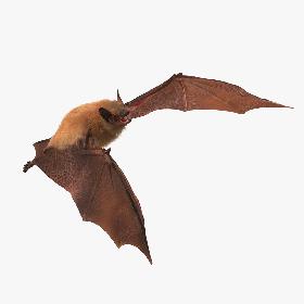 Bat with Fur Rigged